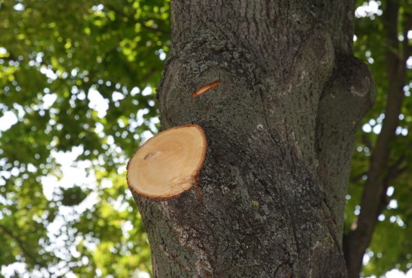 Cost of Limb Cutting in Citrus Heights