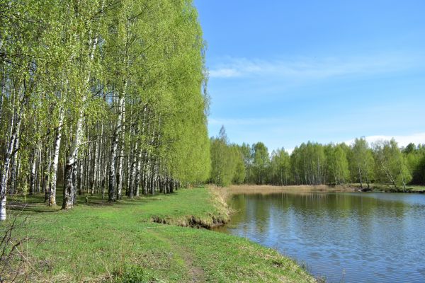 Cost of River Birch Pruning in Citrus Heights