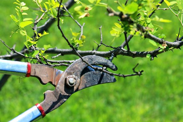 Cost of Branches Pruning in Citrus Heights