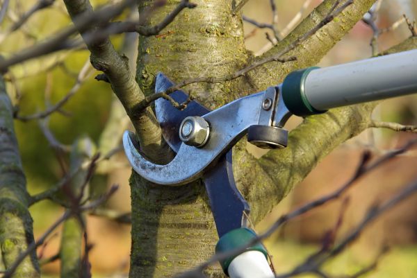 Cost of Tree Limb Trimming Service in Citrus Heights