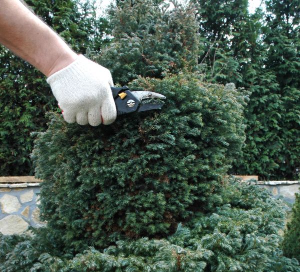 Cost of Ornamental Tree Trimming in Citrus Heights