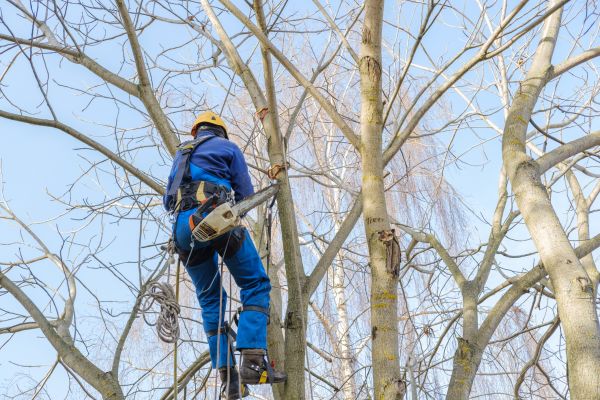 Cost of Large Tree Trimming in Citrus Heights