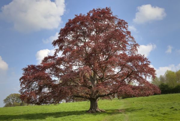Cost of Beech Tree Pruning in Citrus Heights