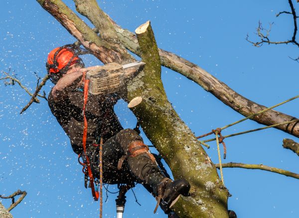 Tree Trimming Service in Citrus Heights