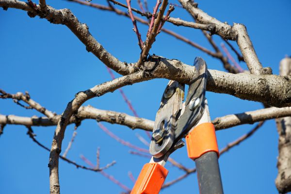 Tree Pruning in Citrus Heights