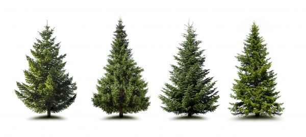 Cost of Pine Tree Trimming in Citrus Heights