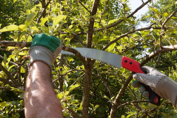 Apple Tree Trimming in Citrus Heights